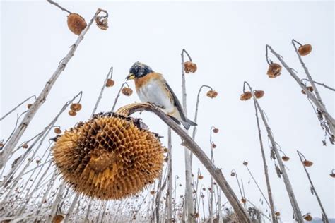 Fierce falcon photo takes top prize in bird photography contest